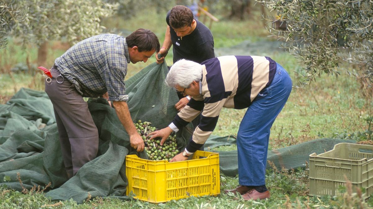 Producenty olivového oleje v Itálii zachraňují turisté